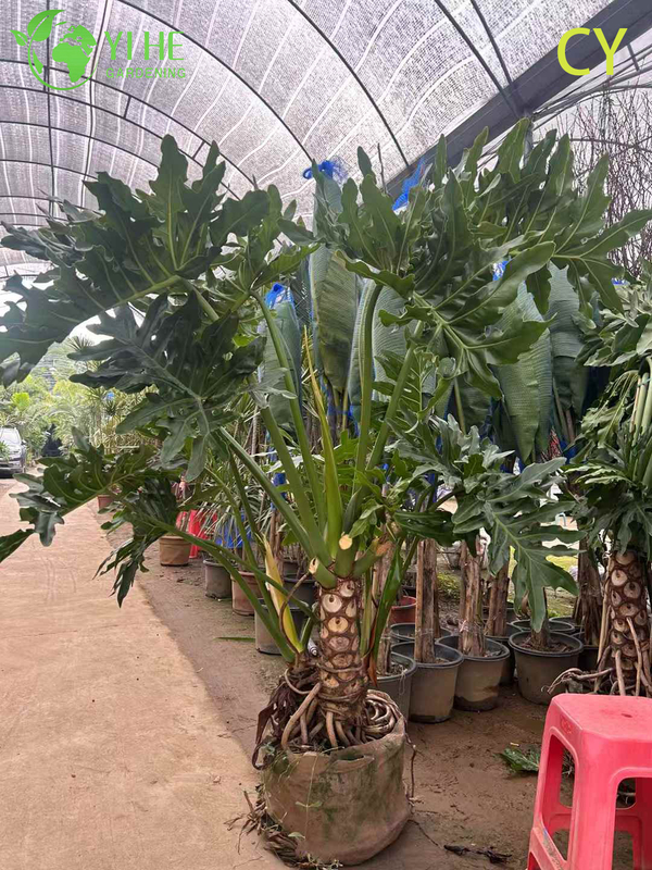 Lush Tropical Wholesale Hope Plant Thaumatophyllum Bipinnatifidum Bonsai