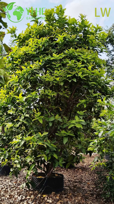 Fresh Wax Apple Tree with Crisp Bell-Shaped Edible Fruits Syzygium samarangense Bonsai