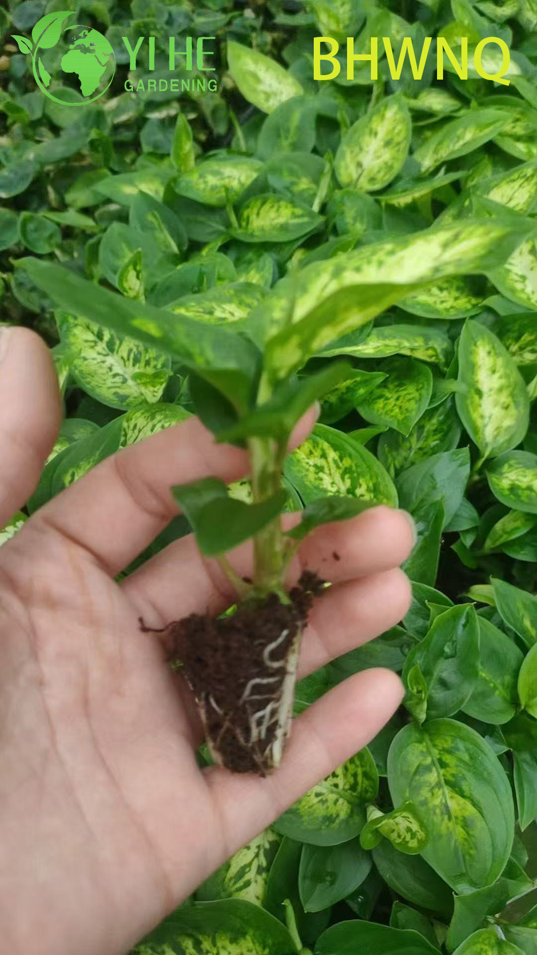 Wholesale Dieffenbachia Tropic Marianne Live Starter Plant Plug Seedlings