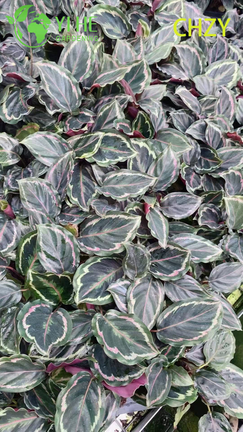 Wholesale Calathea Medallion Live Prayer Plant Starter Plug Seedlings