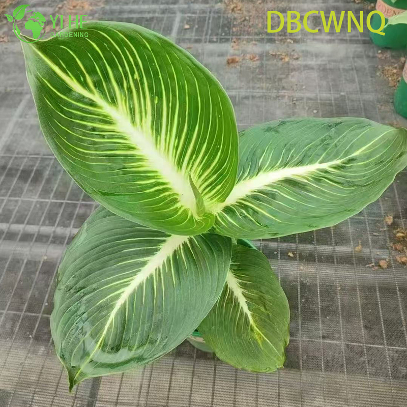 Wholesale Dieffenbachia White Flame Live Dumb Cane Starter Plug Seedlings