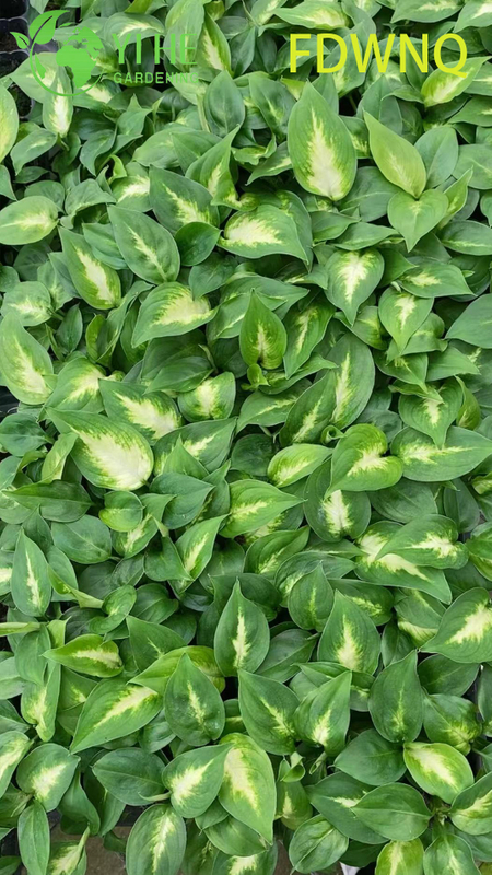 Wholesale Dieffenbachia Camille Live Variegated Dumb Cane Starter Plug Seedlings