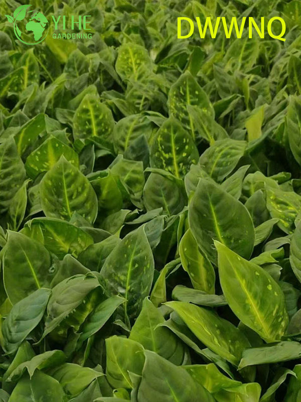 Wholesale Dieffenbachia Reflector Variegated Dumb Cane Starter Plant Seedlings