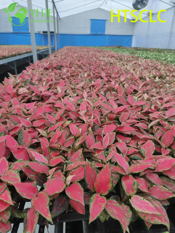 Wholesale Aglaonema Red Angel Live Chinese Evergreen Starter Plug Seedlings