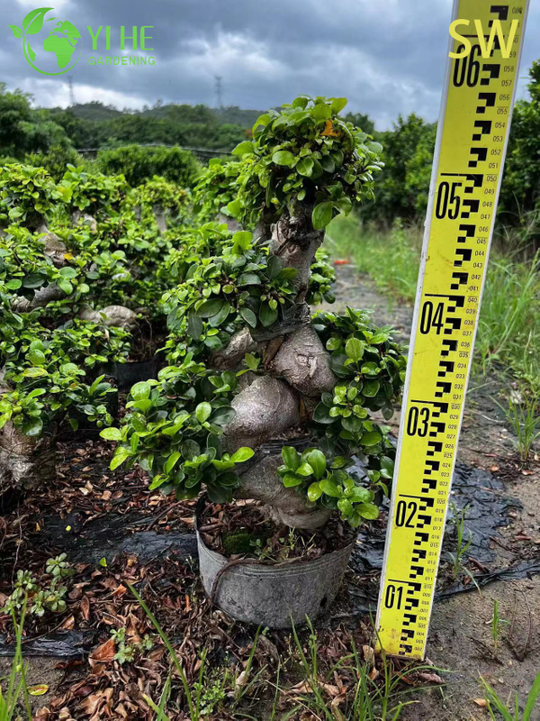 S-shaped Ficus Bonsai