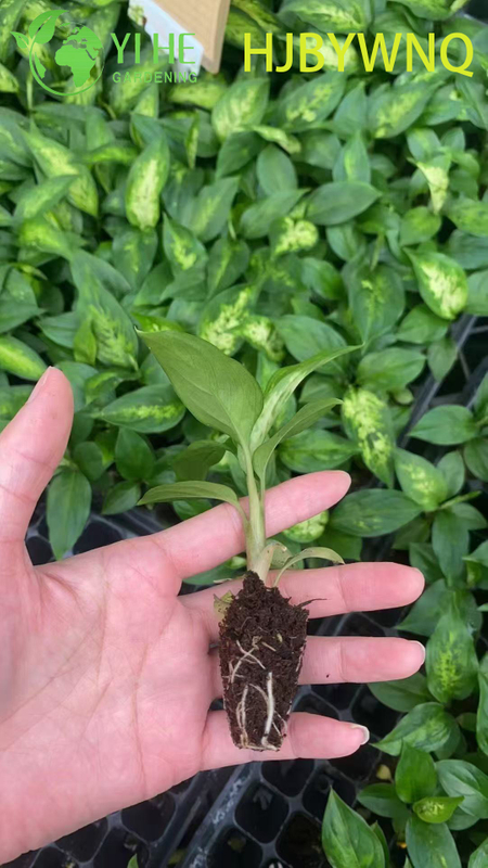 Wholesale Dieffenbachia Star Bright Live Variegated Dumb Cane Plug Seedlings