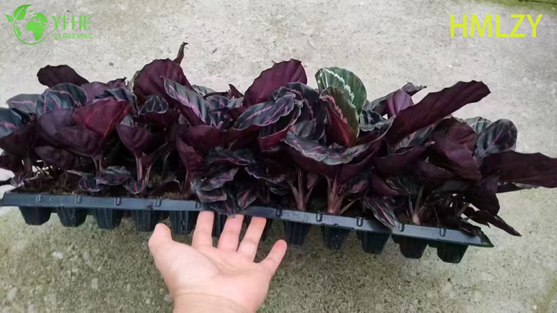 Wholesale Calathea Pinstripe Live Prayer Plant Starter Plug Seedlings