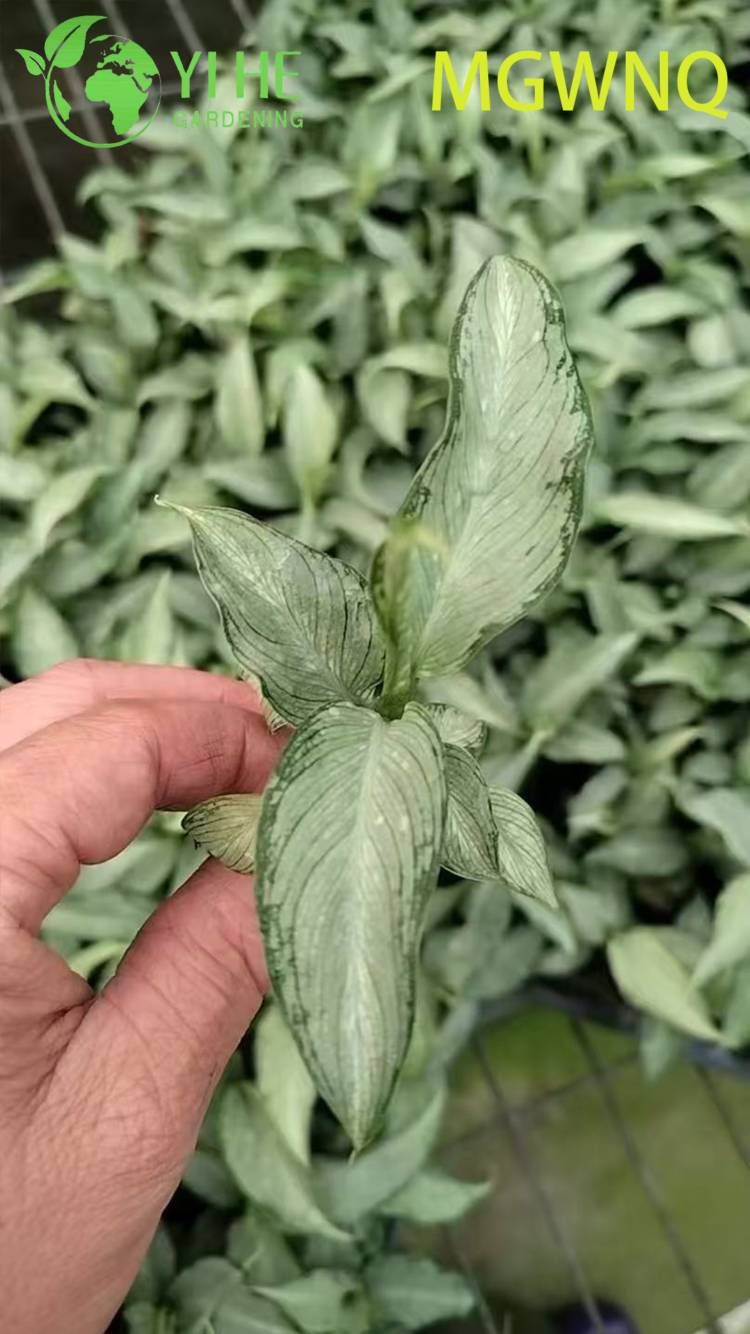 Wholesale Dieffenbachia Tiki Variegated Dumb Cane Starter Plant Seedlings
