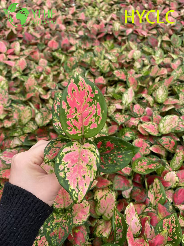 Wholesale Aglaonema Beauty Live Chinese Evergreen Starter Plug Seedlings