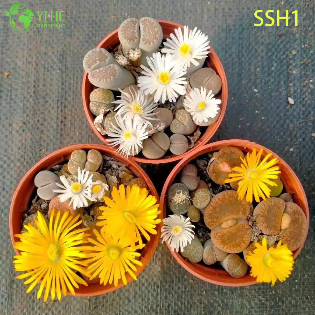 Wholesale Live Lithops Living Stones Plant Assorted Flowering Succulent Bonsai