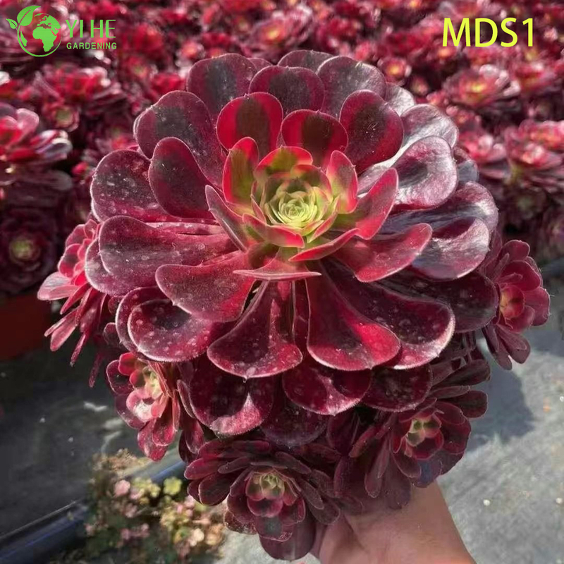 Wholesale Aeonium Medusa Live Plant Red And Black Rosette Succulent Bonsai