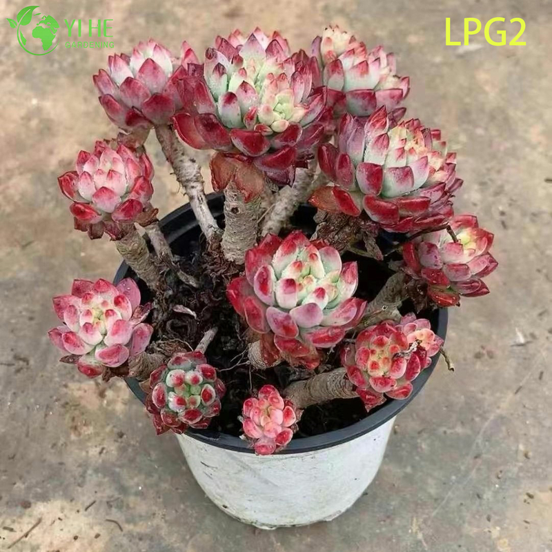 Lush Pink Echeveria Succulent Cluster for Home Decor Bonsai