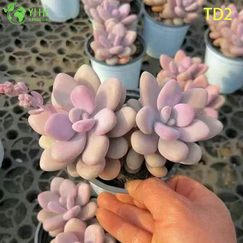 Wholesale Lavender Pink Moonstones Succulent Live Plant Cluster Bonsai