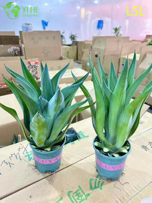 Large Variegated Agave Live Plant for Outdoor Landscape Decor Bonsai