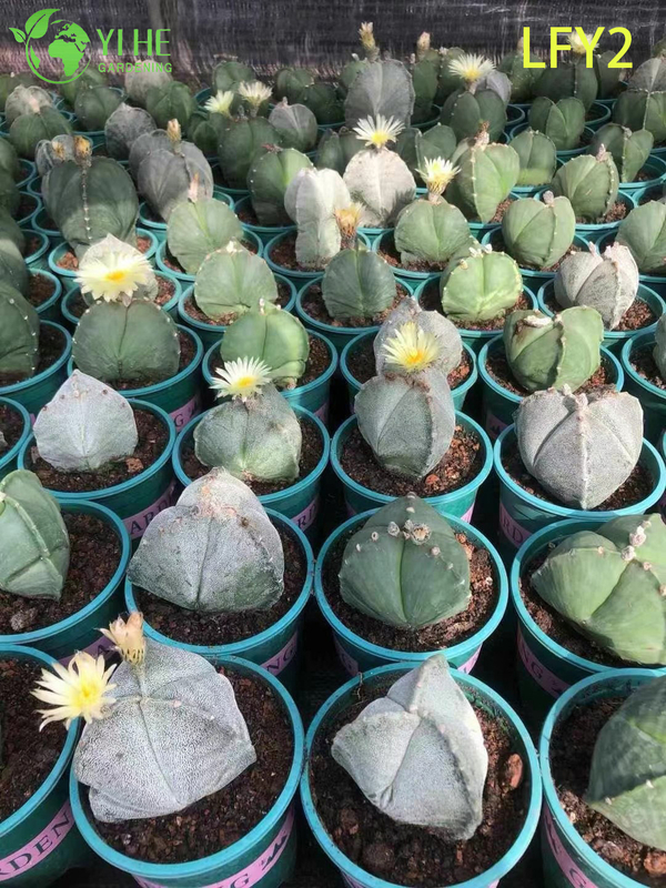 Premium Sunrise Variegated Astrophytum Myriostigma Cactus Wholesale Bonsai