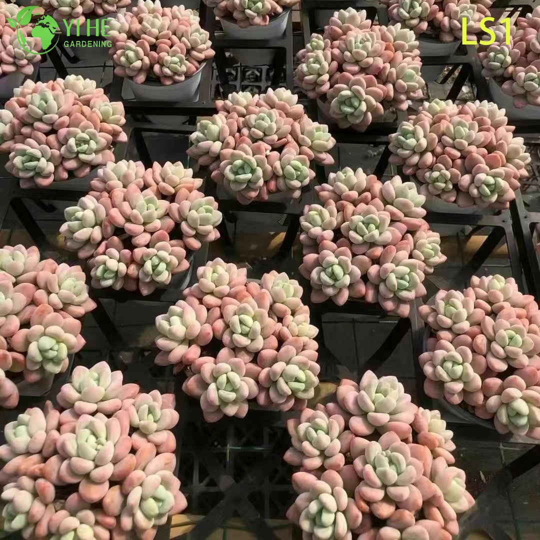Live Chubby Pink Succulent Wholesale Nursery Rosette Cluster Plant Bonsai