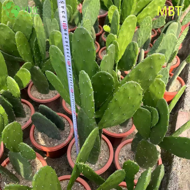 Live Paddle Cactus Plant Wholesale for Modern Home Decor Bonsai