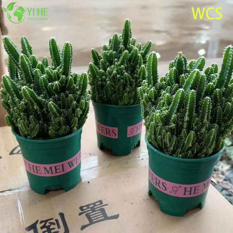 Wholesale Fairy Castle Cactus Acanthocereus Tetragonus Live Plant Bonsai