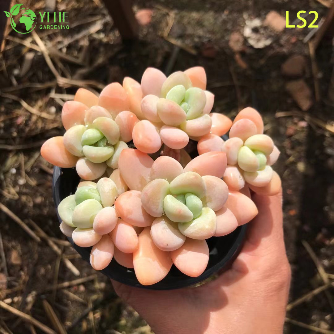 Live Apricot Glow Succulent Plant Wholesale Chubby Rosette Cluster Bonsai