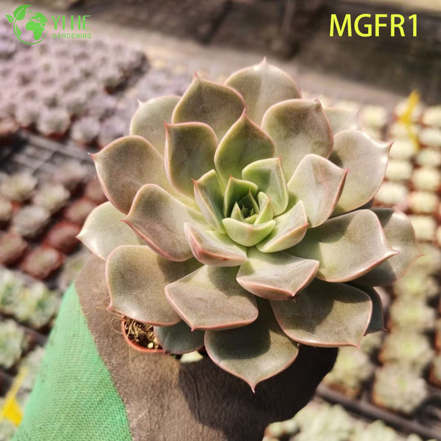 Wholesale Echeveria Madame Rose Live Succulent Lotus Plant Bonsai