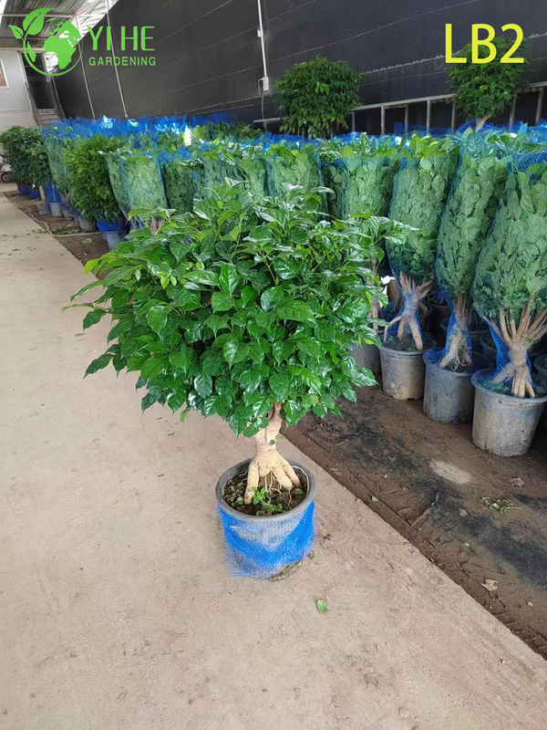 Single Ball Topiary China Doll Standard Wholesale Radermachera Tree Indoor Foliage Tree