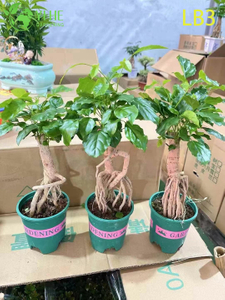 Wholesale Mini Ginseng China Doll Plant Exposed Root Bonsai