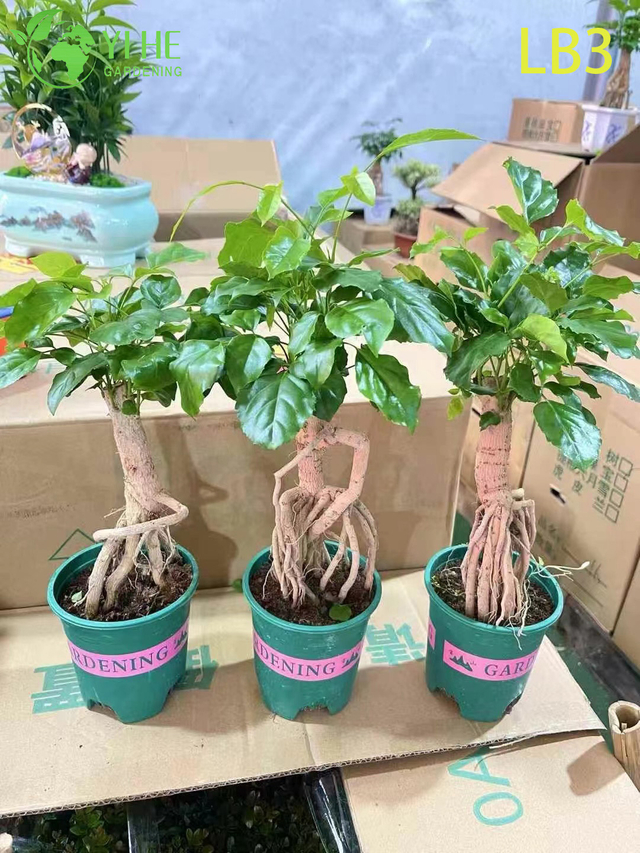 Wholesale Mini Ginseng China Doll Plant Exposed Root Bonsai