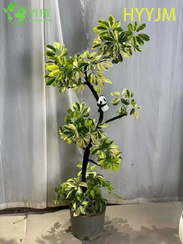 Wholesale Golden Variegated Schefflera Umbrella Tree Plant Bonsai