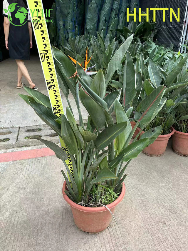 Wholesale Yellow Bird of Paradise Live Strelitzia Tropical Plant Bonsai