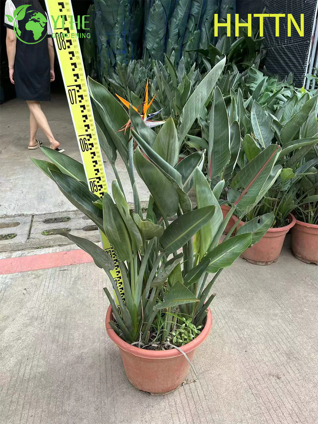 Wholesale Yellow Bird of Paradise Live Strelitzia Tropical Plant Bonsai