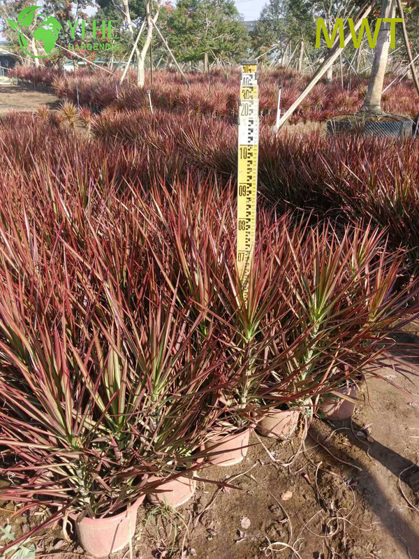Wholesale Red-Edged Dracaena Marginata Live Multi-Stem Plant Bonsai