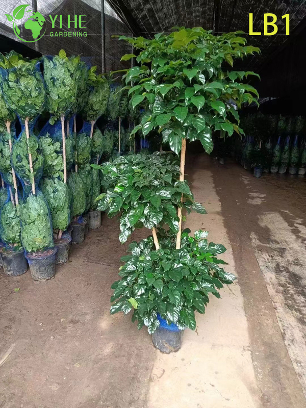Wholesale China Doll Plant Two Ball Topiary Live Indoor Tree Bonsai