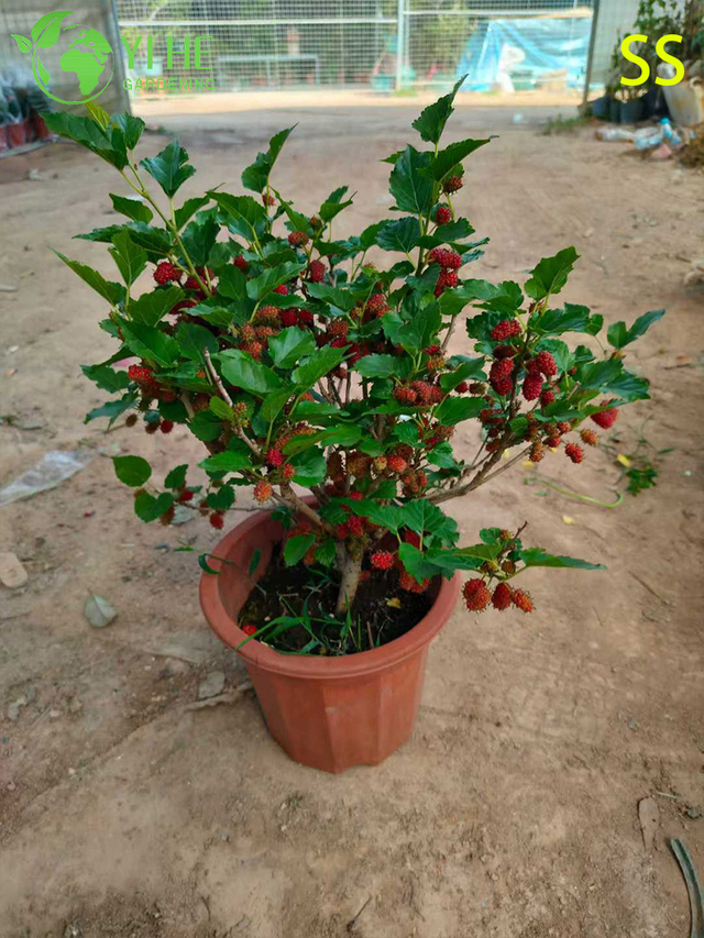 شجرة التوت سريعة النمو مع التوت الحلو الذي يشبه التوت الأسود