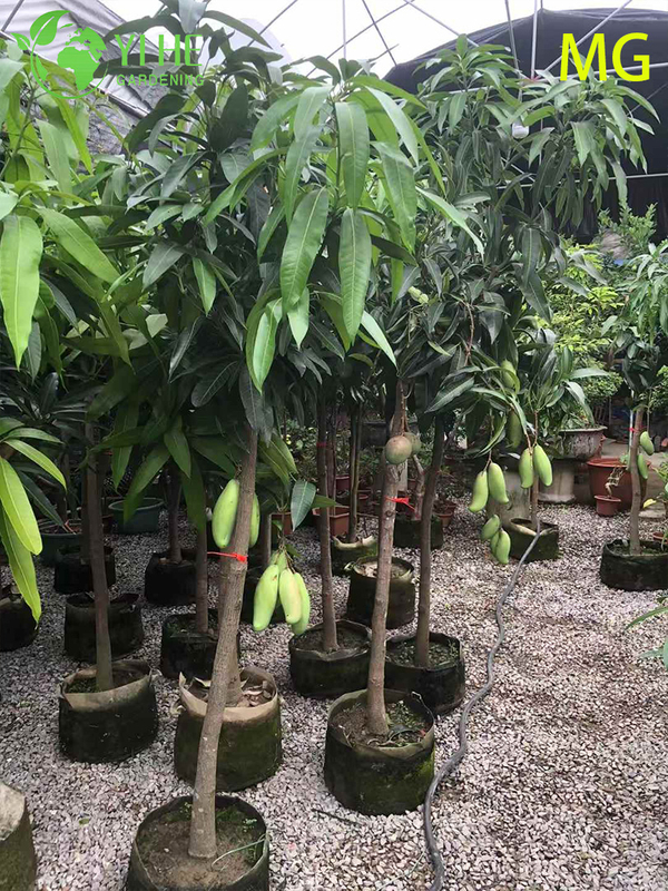 Grafted Live Mango Indica Tree with Sweet Tropical Golden Fruits Bonsai