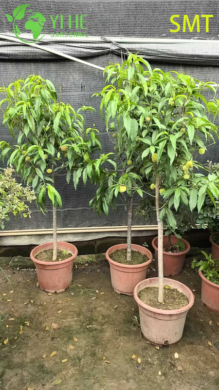 Prunus Persica Honey Peach Tree with Juicy Sweet Aromatic Fruit Bonsai