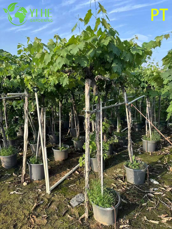 Vitis Vinifera Vineyard-Quality Grapevine Plant Bonsai Tree