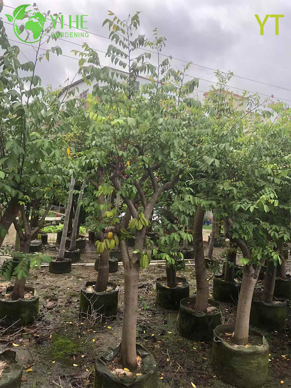 Live Star Fruit Carambola Tree with Sweet Star-Shaped Fruit Averrhoa Carambola Bonsai