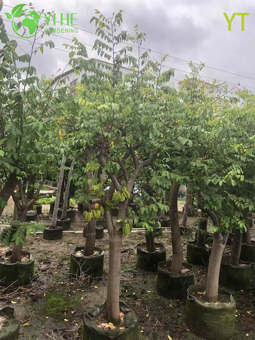 Live Star Fruit Carambola Tree with Sweet Star-Shaped Fruit Averrhoa Carambola Bonsai