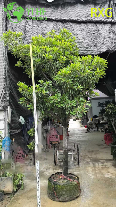 Live Manilkara zapota Sapodilla Chikoo Tree with Sweet Brown Sugar Fruit Bonsai