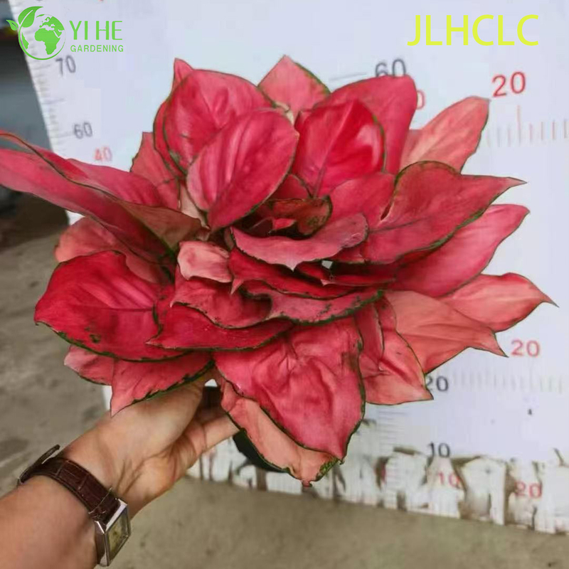 Aglaonema Auspicious RedRed Chinese EvergreenColorful Foliage PlantGood Fortune Plant Seedlings