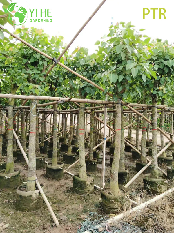 Sacred Bodhi Tree Ficus Religiosa for Temple Garden Landscaping Tree