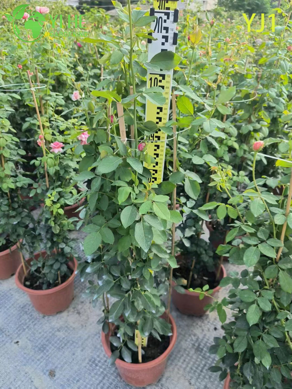 Wholesale Pink Bicolor Rose Tree Standard Live Flowering Plant Bonsai