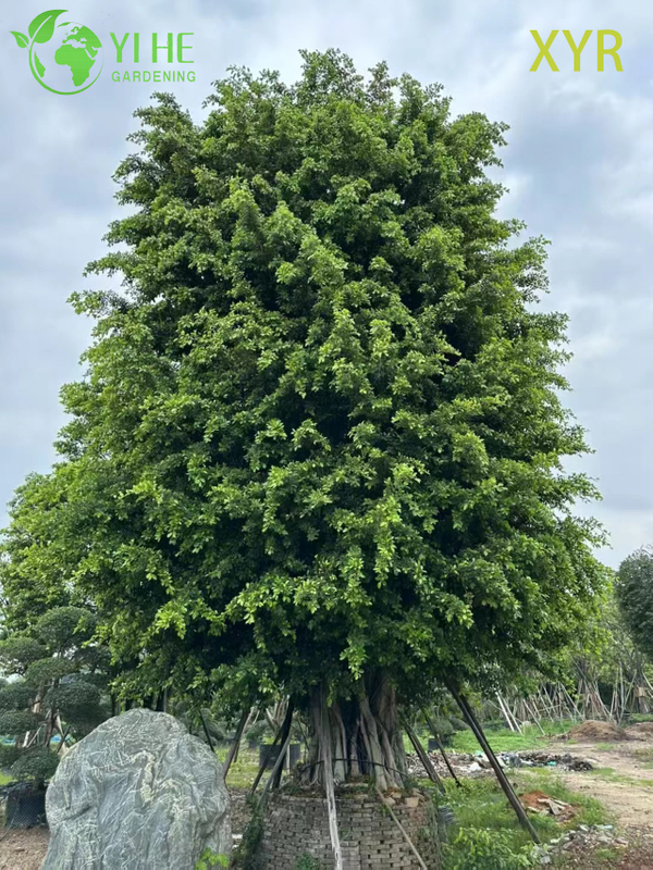 Dense Evergreen Ficus Nitida Indian Laurel for Hedging and Screening Tree