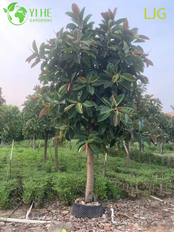 Large Glossy Leaf Ficus Elastica Rubber Plant for Modern Interiors Bonsai
