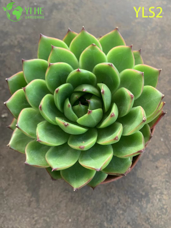 Wholesale Echeveria Taurus Live Korean Hybrid Succulent Plant Bonsai