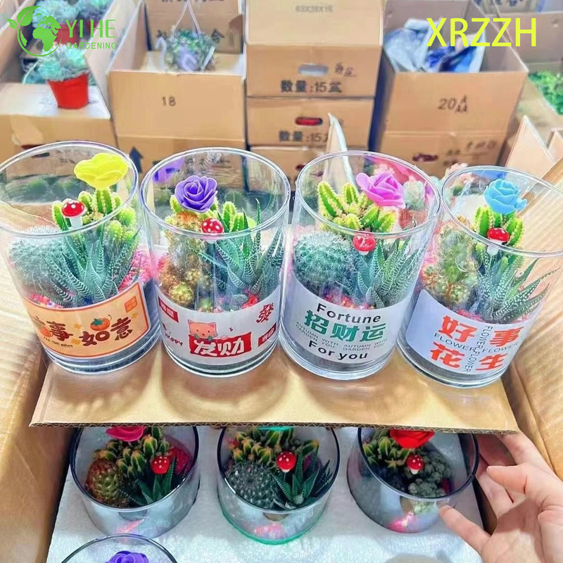 DIY Mini Succulent Cactus Garden Kit for Desktop Office Decor Bonsai