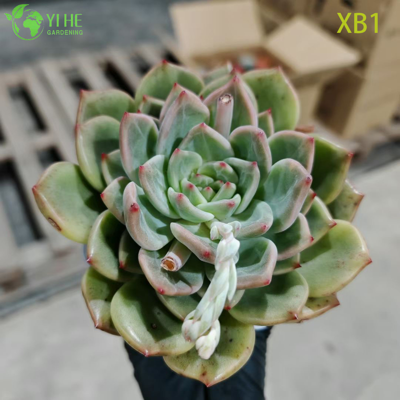 Wholesale Echeveria Champagne Succulent with Creamy Center Bonsai
