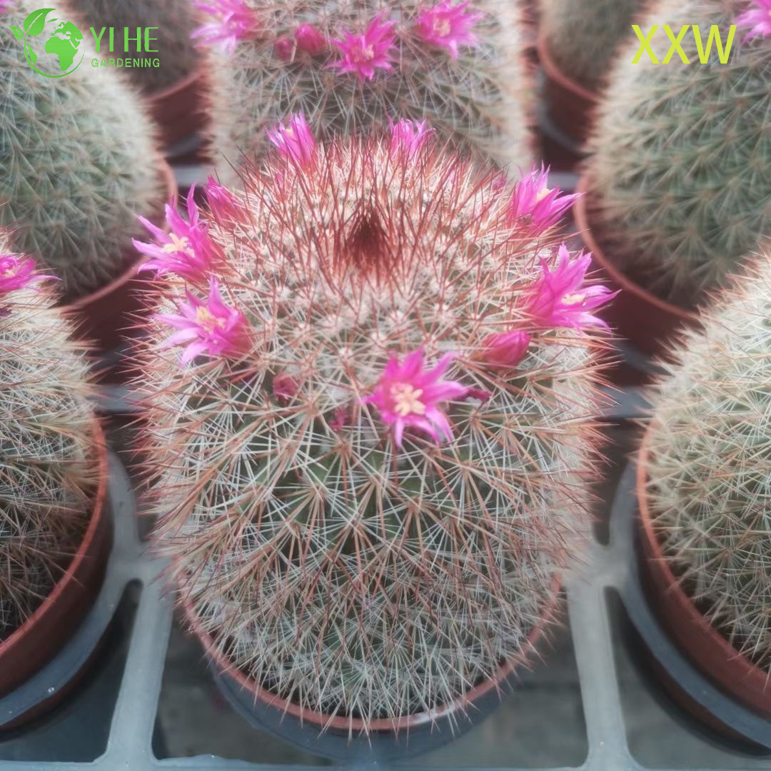 Live Red Spine Mammillaria Cactus Wholesale Mammillaria Spinosissima Bonsai
