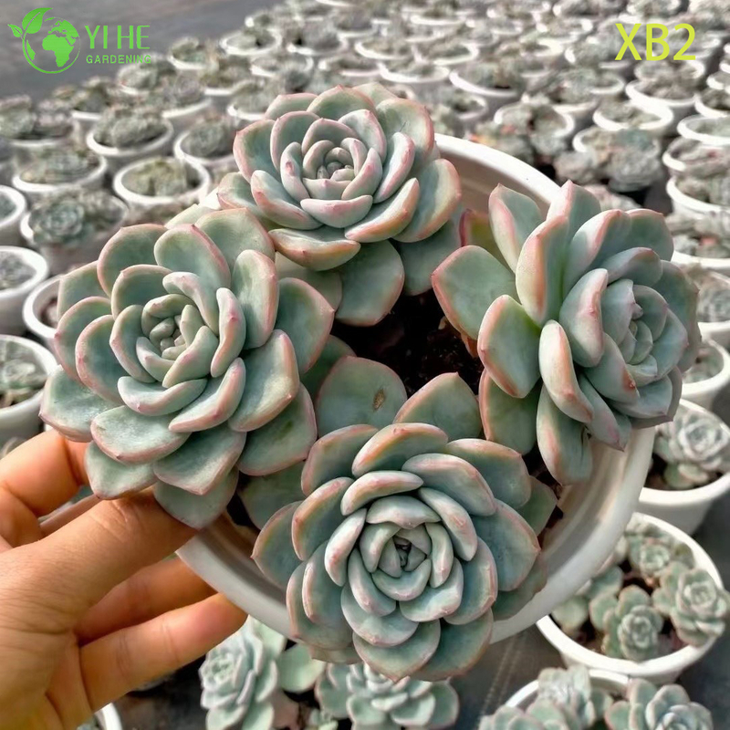 Wholesale Echeveria Pink Champagne Live Korean Hybrid Succulent Bonsai