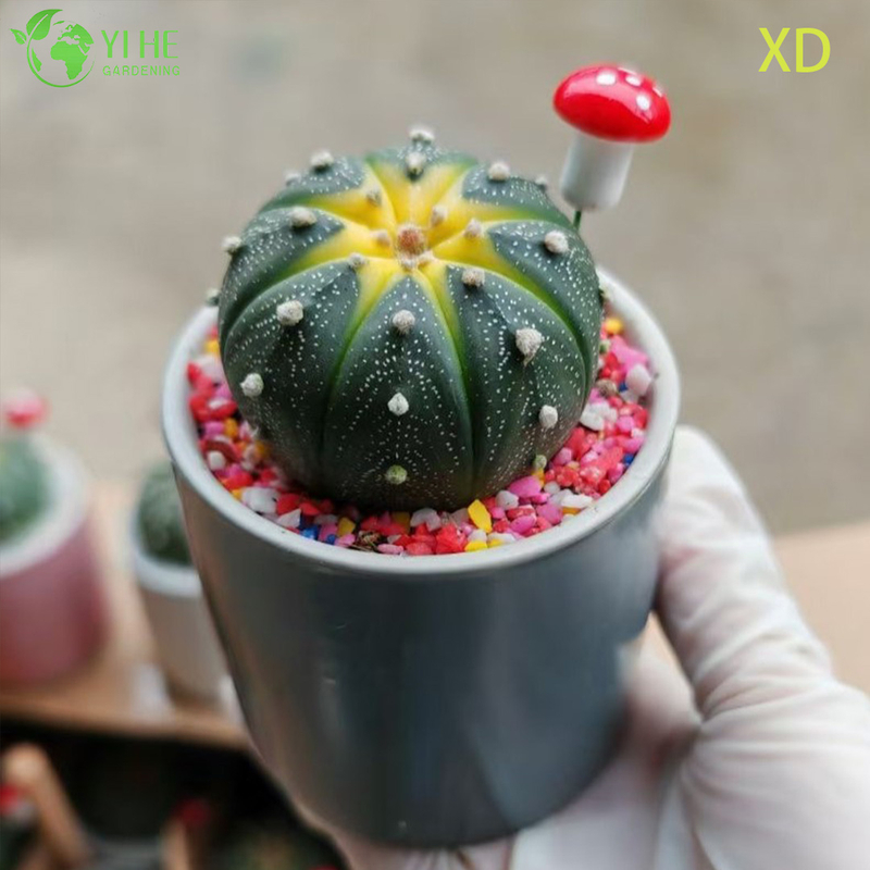 Wholesale Astrophytum Asterias Star Cactus Live Spineless Plant Bonsai
